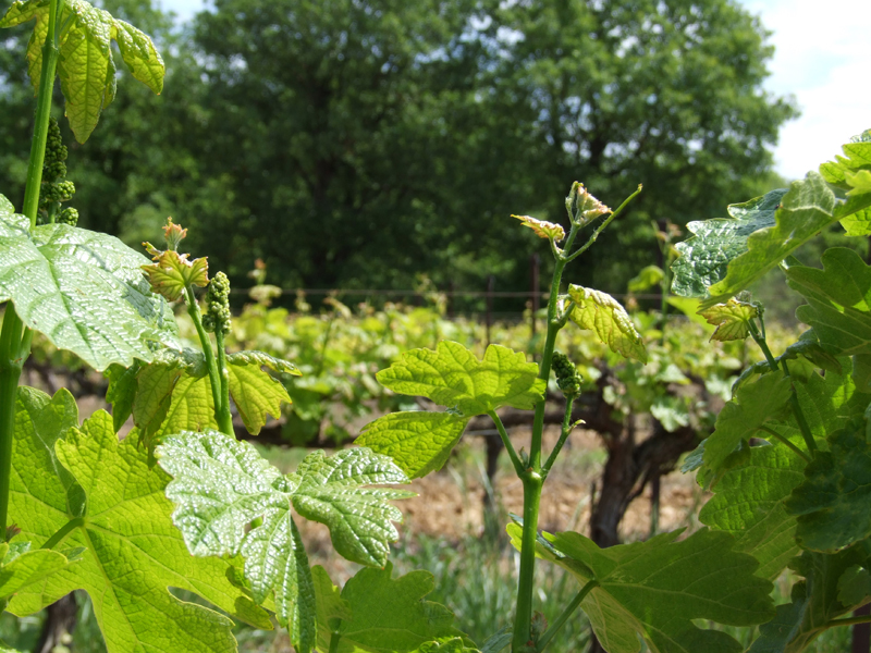 La vigne au printemps
